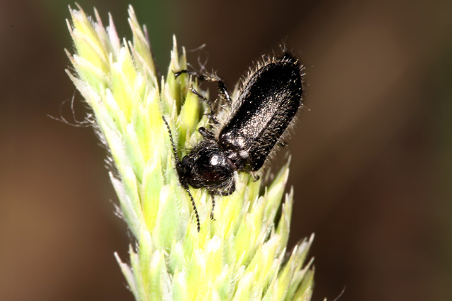 Enicopus pilosus - Copyright Denis Bourgeois